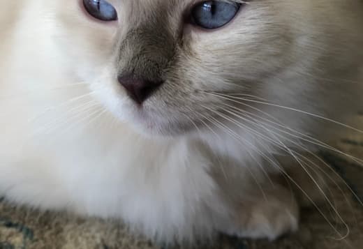 Ragdoll kittens for adoption