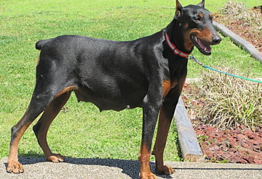 DOBERMAN PUPPIES AND ADULTS FOR SALE...