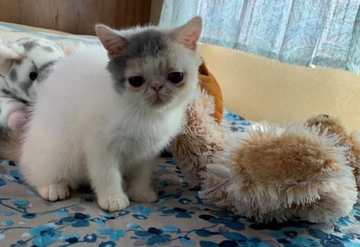 Exotic Shorthaired kittens