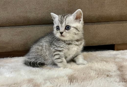 Scottish fold, straight kittens