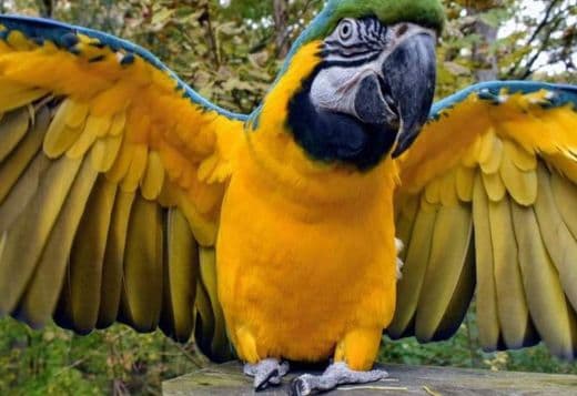 FRIENDLY CONGO AFRICAN GREY PARROTS FOR SALE