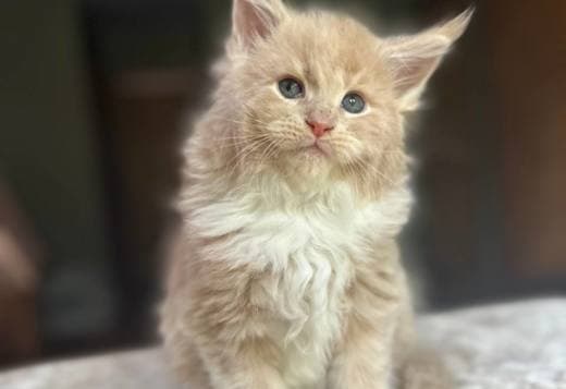 Mine coon with pedigree,  of cattary , European origin