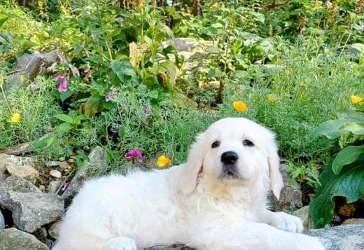 Golden Retriever Puppies