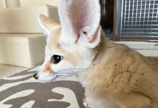 Fennec fox for sale