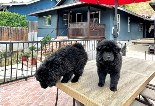 2 Chow Chow girls!