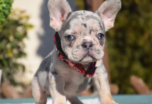 French bulldog puppy for sale