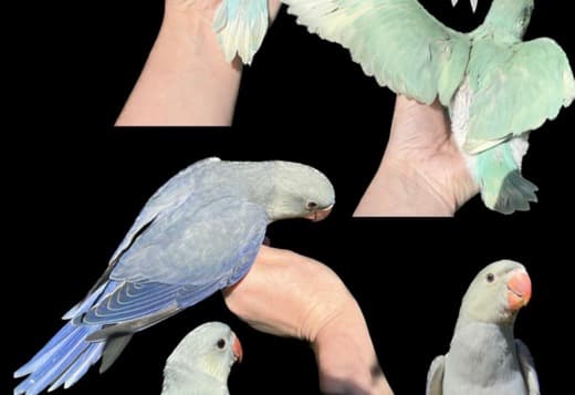 Variety of Birds for sale!