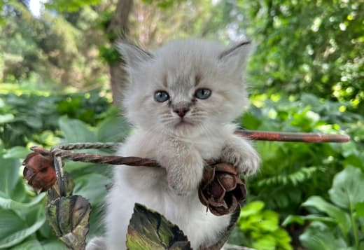 male ragdoll, Persian kitten