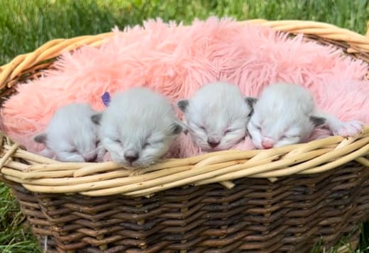 Females Ragdolls