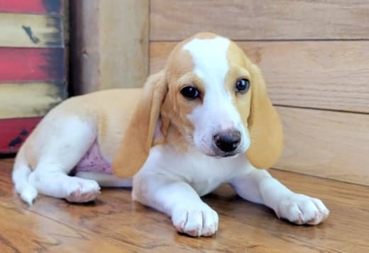 Beagle Puppy For Sale