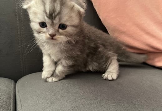Scottish Fold kittens-??????????? ??????