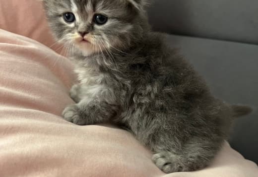 Scottish Fold kittens-??????????? ??????