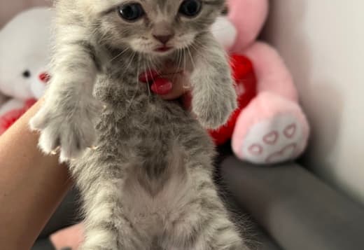 Scottish Fold kittens-??????????? ??????