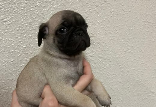 Pug Puppies For Sale