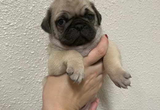 Pug Puppies For Sale