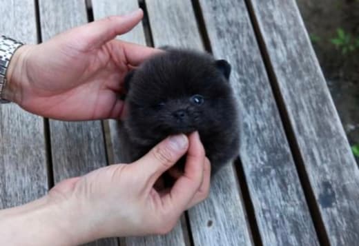 Pure black teacup Pomeranian puppy