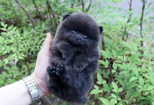 Pure black teacup Pomeranian puppy