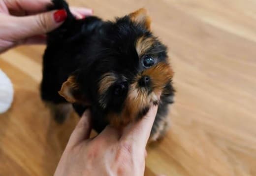 Teacup Yorkie puppies available text: 4056878571