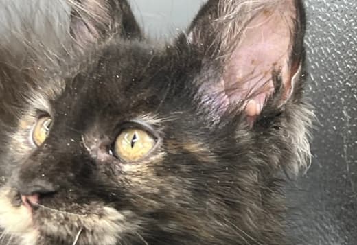 Black Tortie  Maine Coon Girl