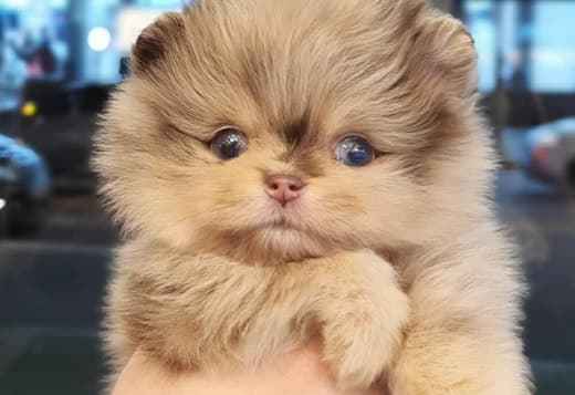 Stunning Pomeranian puppy for rehoming