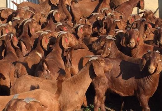 Boer and Kalahari Red goats for sale