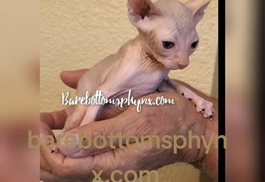 Sphynx male kittens very sweet