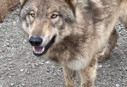Hc wolf dog puppies