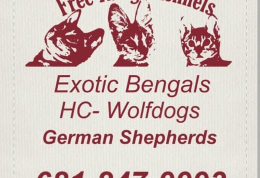 Hc wolf dog puppies
