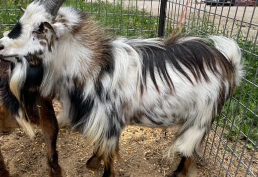 Nigerian Dwarf Goats