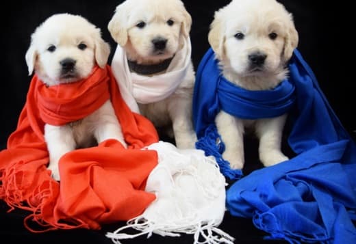 Golden Retriever Puppies