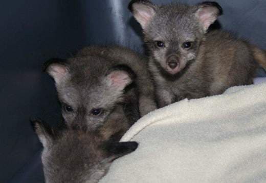 Bat eared fox
