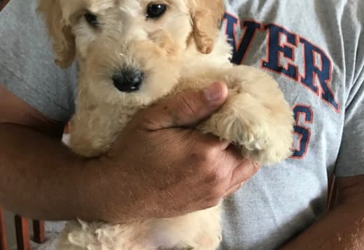 Goldendoodle F1