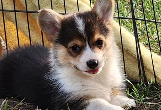 Beautiful American Corgi Puppies