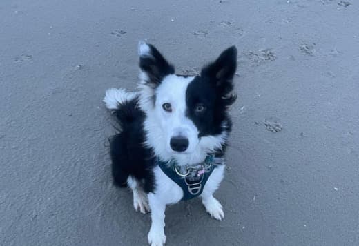 Border Collie Available In Florida