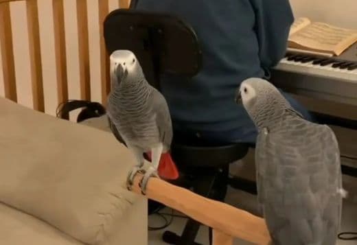 Beautiful African Grey Parrots Available