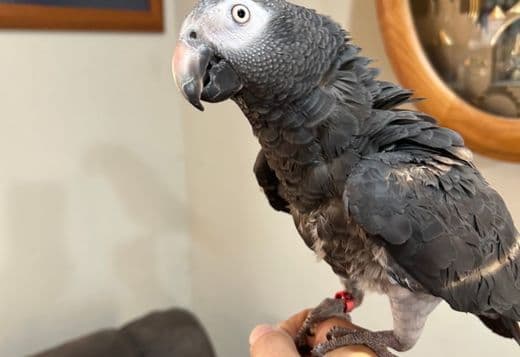 Super tame African grey