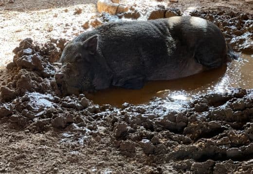 Closing down farm - mini pigs