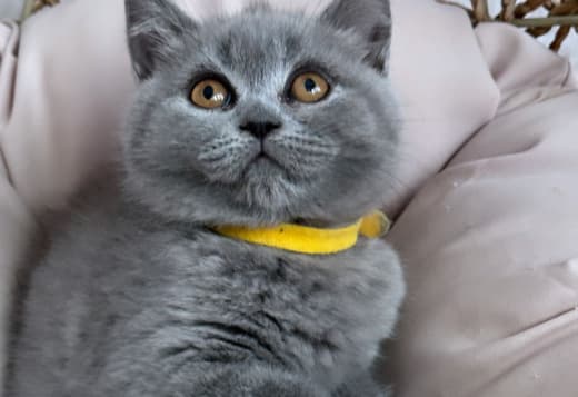 Best kittens ever