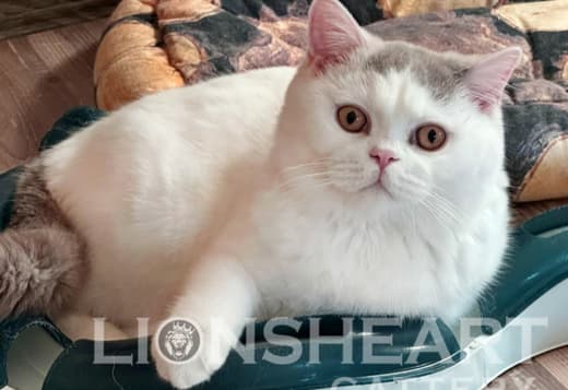 British Shorthair Availabe kittens