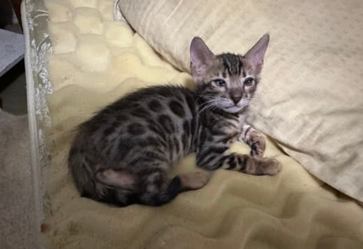 Brown Bengal kitten