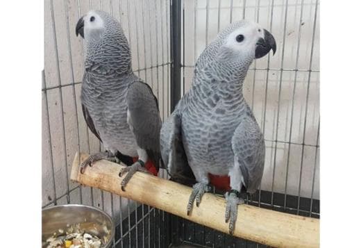 Bonded African Grey Parrots with Cage