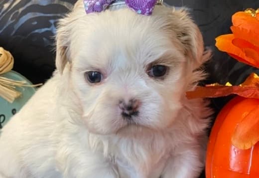Shih Tzu Babies Are Here!