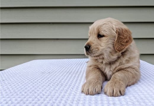 Adorable Golden Retriever Puppies Ready To Go