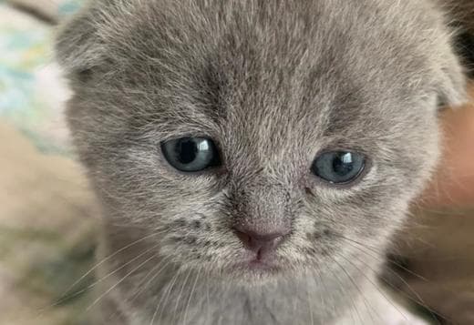 Scottish straight and Scottish fold: