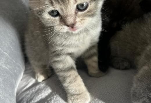 Scottish straight and Scottish fold: