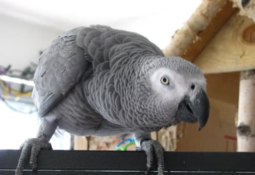 Beautiful African Grey Parrots & Cage