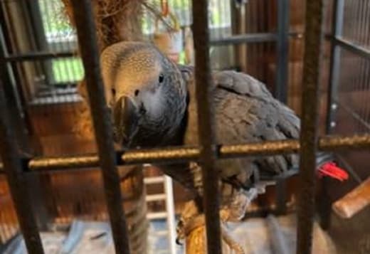 X-MASS African grey parrots for adoption now