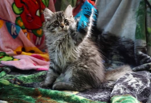 Kittens for sale