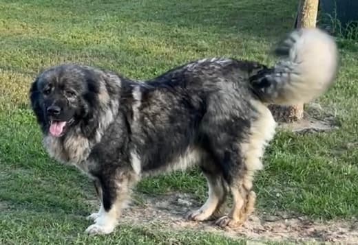 Caucasian Shepherd puppies
