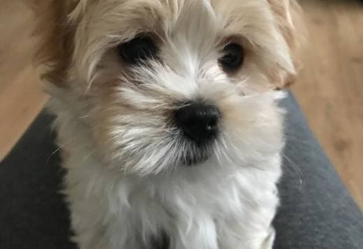 Cute Havanese Puppies